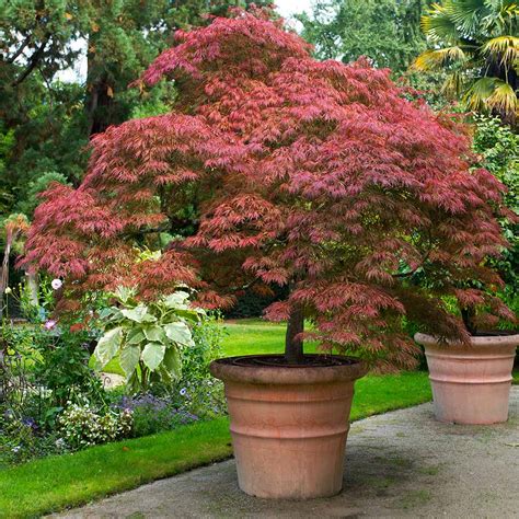 japanese red maple tree for sale